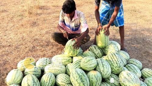 男瓜怎样吃,男性专属的食用指南